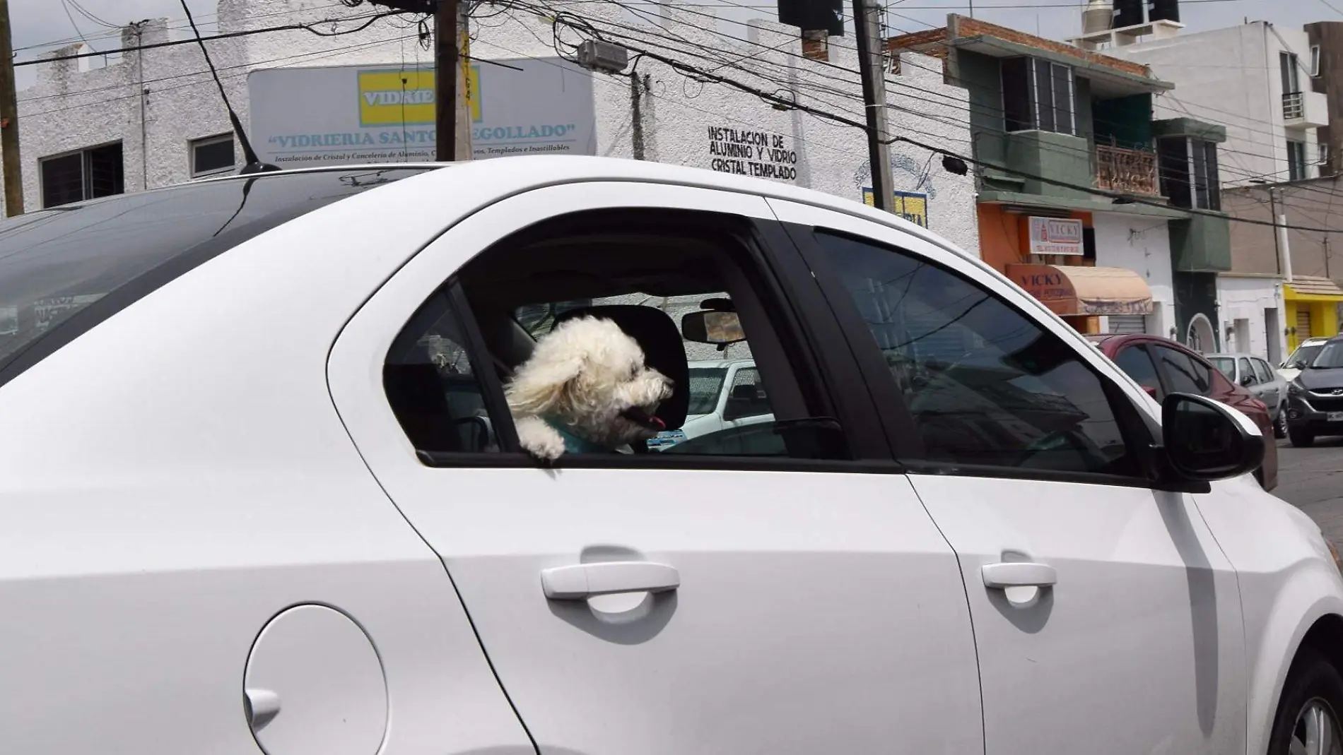 paseando al perro